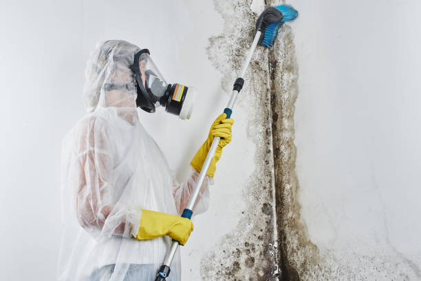 Best Commercial Mold Removal  in Pleasant Hills, PA