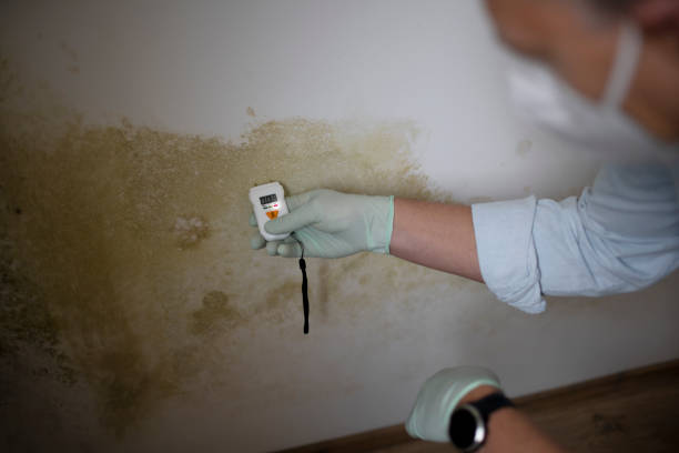 Best Attic Mold Removal  in Pleasant Hills, PA