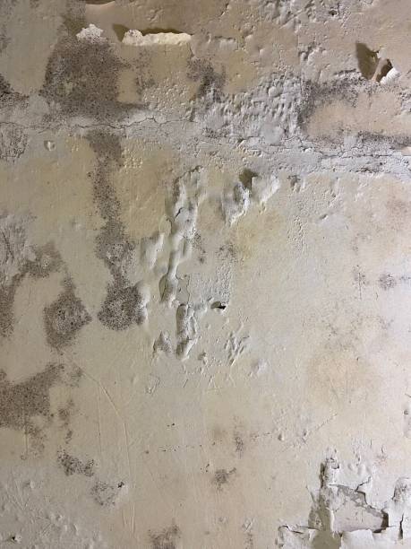 Crawl Space Mold Removal in Pleasant Hills, PA