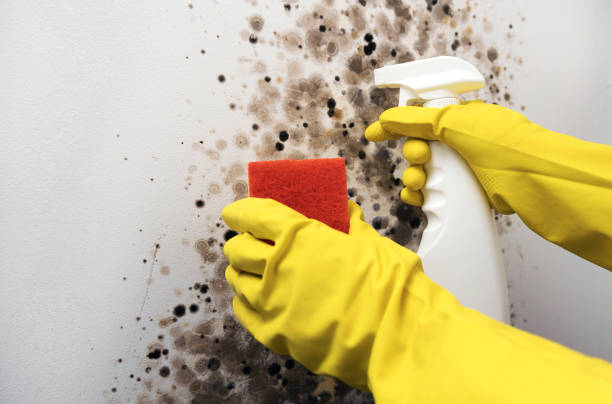 Crawl Space Mold Removal in Pleasant Hills, PA