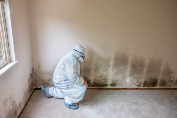Best Black Mold Removal  in Pleasant Hills, PA