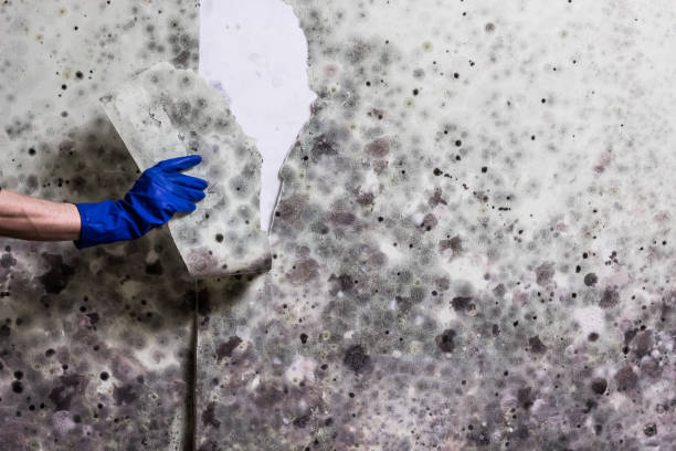 Home Mold Removal in Pleasant Hills, PA